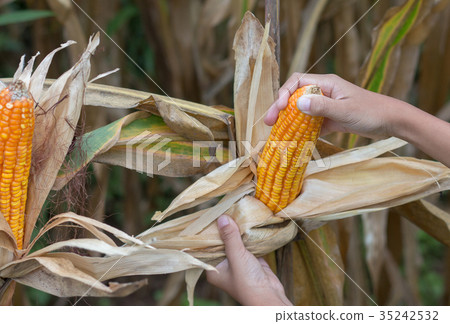 Poor Asian boy check and harvesting his corn. 35242532