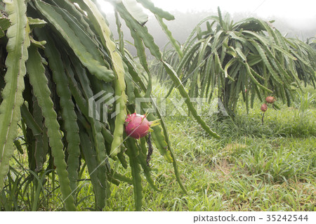 Red dragon fruit on plant with the mist Red dragon fruit on plant with the mist 35242544