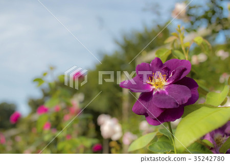 Rhapsody in Blue; Shrub Rose, Violet Rose Rhapsody in Blue; Shrub Rose, Violet Rose 35242780