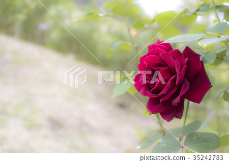 Oklahoma; Hybrid Tea Rose, Red Rose  Oklahoma; Hybrid Tea Rose, Red Rose  35242783
