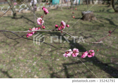 Ume flowers and spring sunshine, Kyoto, Japan 35242791