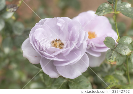 Blue Bajou; Floribunda Rose, Violet Rose  35242792