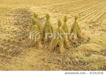 The Rice Field after Cropping Hastushimo  35242836