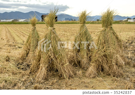 The Rice Field after Cropping Hastushimo The Rice Field after Cropping Hastushimo 35242837