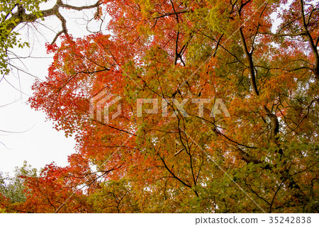 The Fall Color Leaves at the Yoro Waterfall The Fall Color Leaves at the Yoro Waterfall 35242838