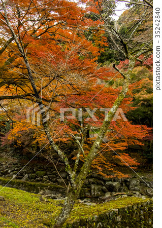 The Fall Color Leaves at the Yoro Waterfall The Fall Color Leaves at the Yoro Waterfall 35242840