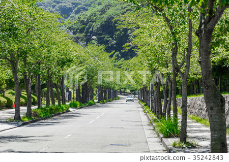 [神奈川縣]綠樹成蔭的道路 35242843