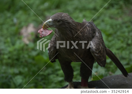 White-tailed eagle White-tailed eagle Bird of prey 35242914
