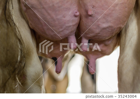 Ranch cow milk 35243004