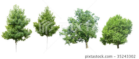 Collection of Tree Collection of Tree 35243302
