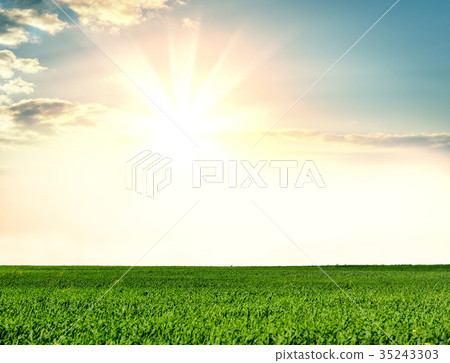 Field of green grass Field of green grass 35243303