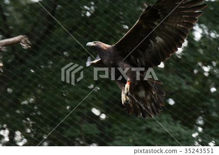 Golden eagle Japanese golden eagle Bird of prey 35243551