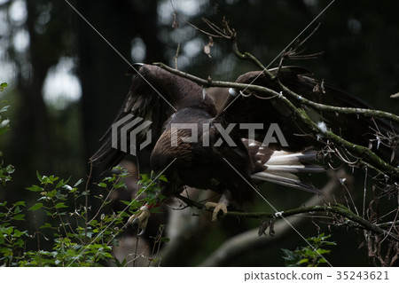 Golden eagle Japanese golden eagle Bird of prey 35243621