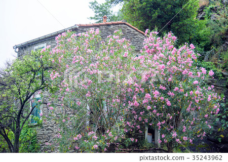 Beautiful redbud tree 35243962