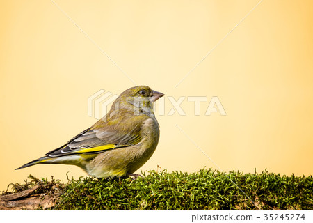 One male greenfinch bird sits on branch One male greenfinch bird sits on branch 35245274