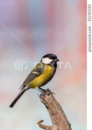 Young male blue-tit avian sitting on piece of wood Young male blue-tit avian sitting on piece of wood 35245283