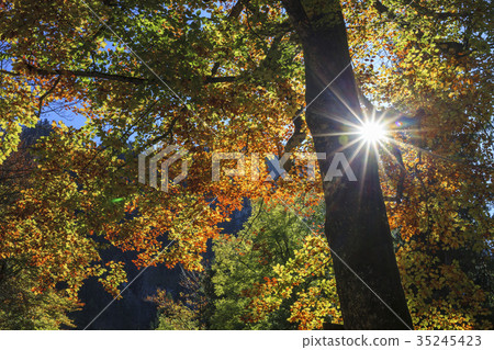 秋天的景色 35245423