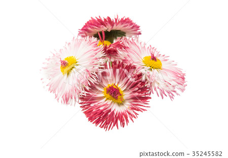 daisy flower isolated 35245582