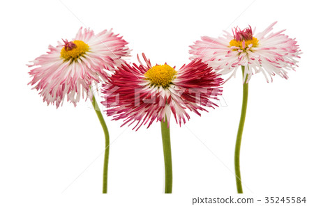 daisy flower isolated daisy flower isolated 35245584