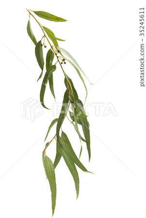 Gum leaves and blossoms Gum leaves and blossoms 35245611