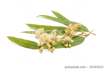 Gum leaves and blossoms Gum leaves and blossoms 35245615