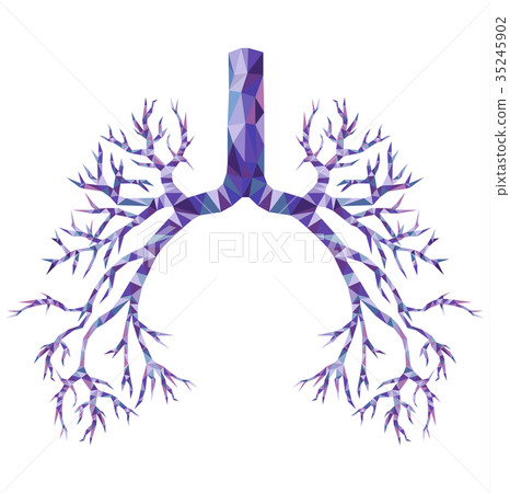 Human low poly bronchus with trachea Human low poly bronchus with trachea 35245902