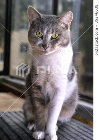 Gray striped cat looks sad at camera Gray striped cat looks sad at camera 35246039