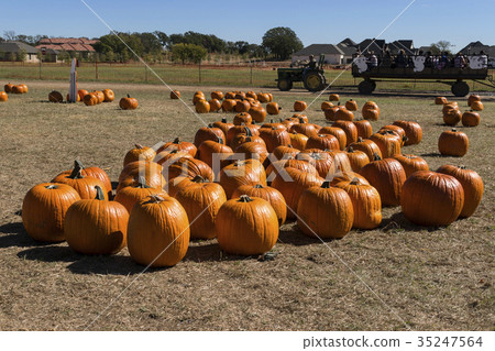 Field full of pumpkins with hayride in background 35247564