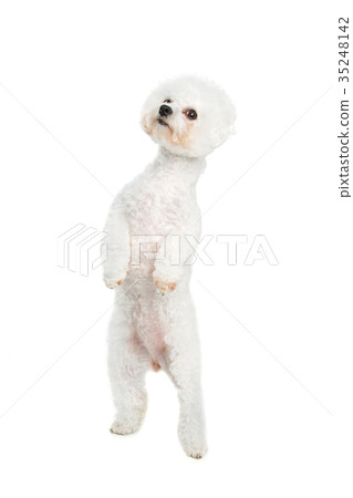 beautiful bichon frisee dog 35248142
