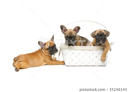 cute french bulldog puppy in basket 35248143