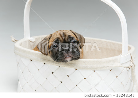 cute french bulldog puppy in basket 35248145