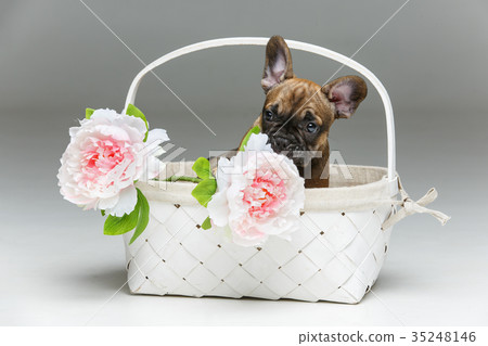 cute french bulldog puppy in basket cute french bulldog puppy in basket 35248146