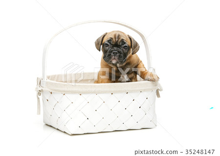 cute french bulldog puppy in basket 35248147
