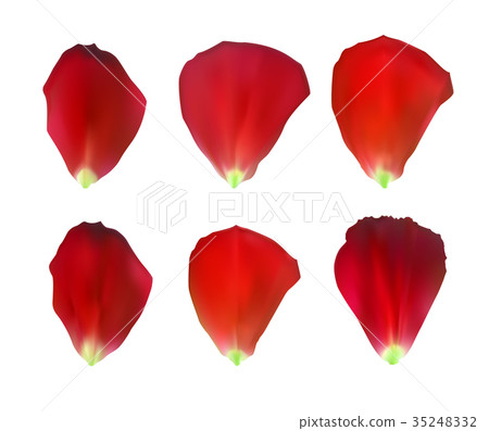 Set of Naturalistic Rose Petals. Vector Set of Naturalistic Rose Petals. Vector 35248332