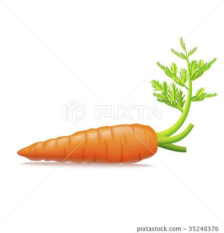 Realistic Detailed 3d Carrots with Leaves. Vector 35248376