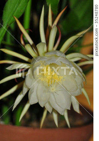 曇花 曇花 35248780