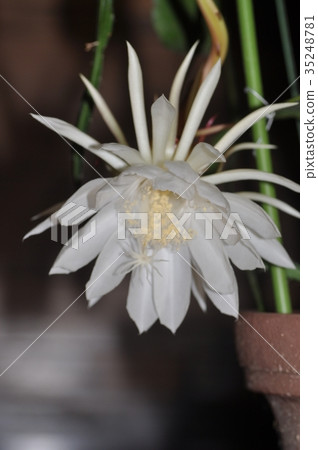 曇花 曇花 35248781