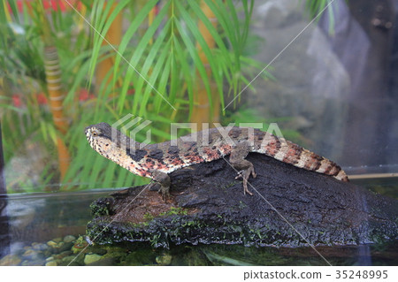 Chigoku crocodile lizard 35248995
