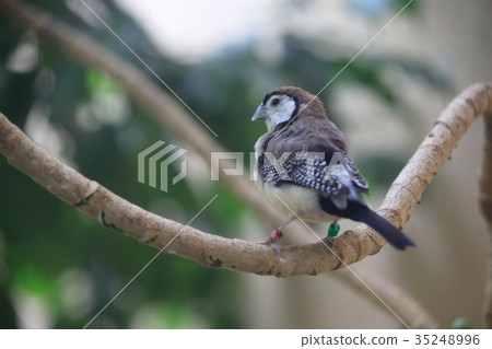 Canoco sparrow 35248996