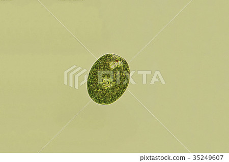Midorimu(Euglena) Midorimu(Euglena) 35249607