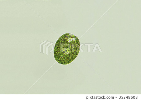 Midorimu (Euglena) Midorimu (Euglena) 35249608