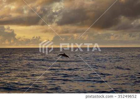 Jumping dolphins in the sea at sunset Ogasawara 35249652