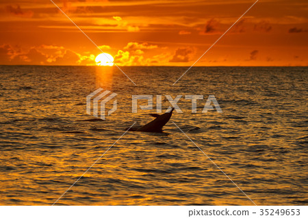 跳躍的海豚在日落小笠原的海 跳躍的海豚在日落小笠原的海 35249653