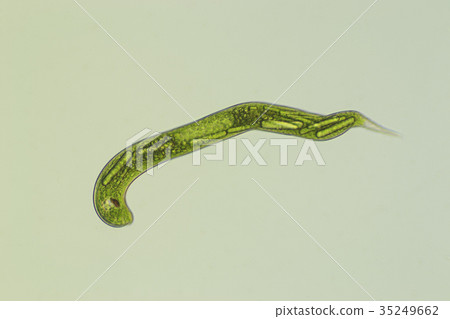 Midorimu（Euglena） 35249662