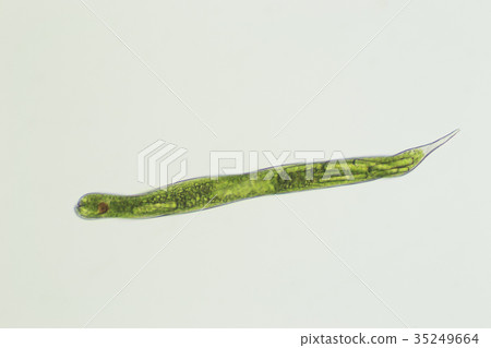 Midorimu（Euglena） 35249664