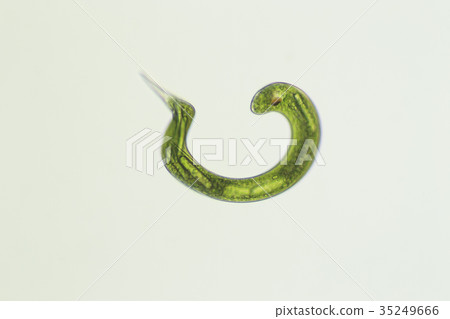Midorimu (Euglena) 35249666