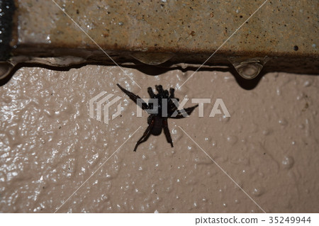 Jumping spider Jumping spider 35249944