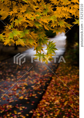 Image cut of autumn leaves and fallen leaves Image cut of autumn leaves and fallen leaves 35251010