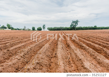 Cassava planting area or cassava farm field 35251127