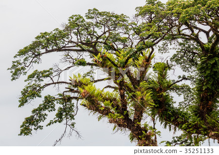 Ancient tropical rain tree Thailand 35251133